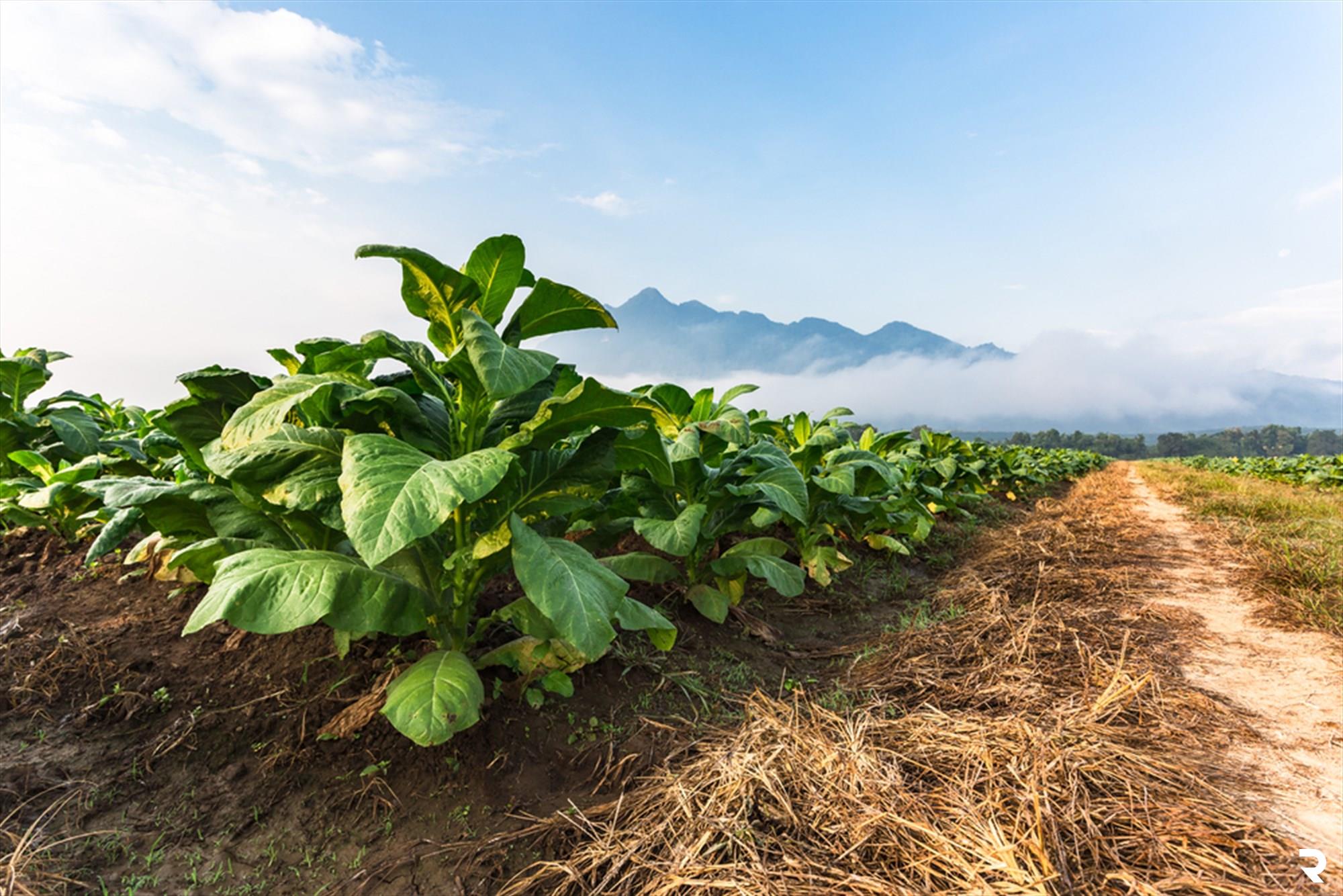 Tobacco farming the old way