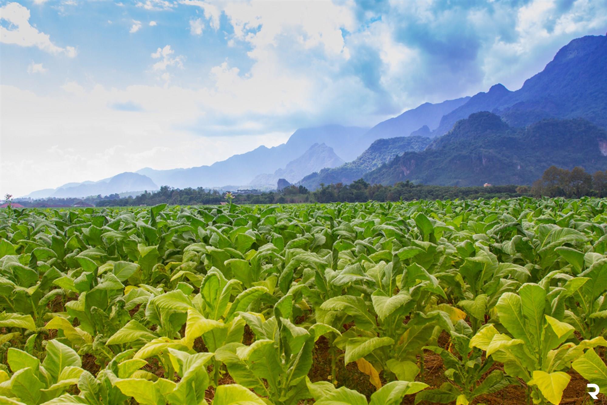 Outstanding students nurture a new idea between farmers