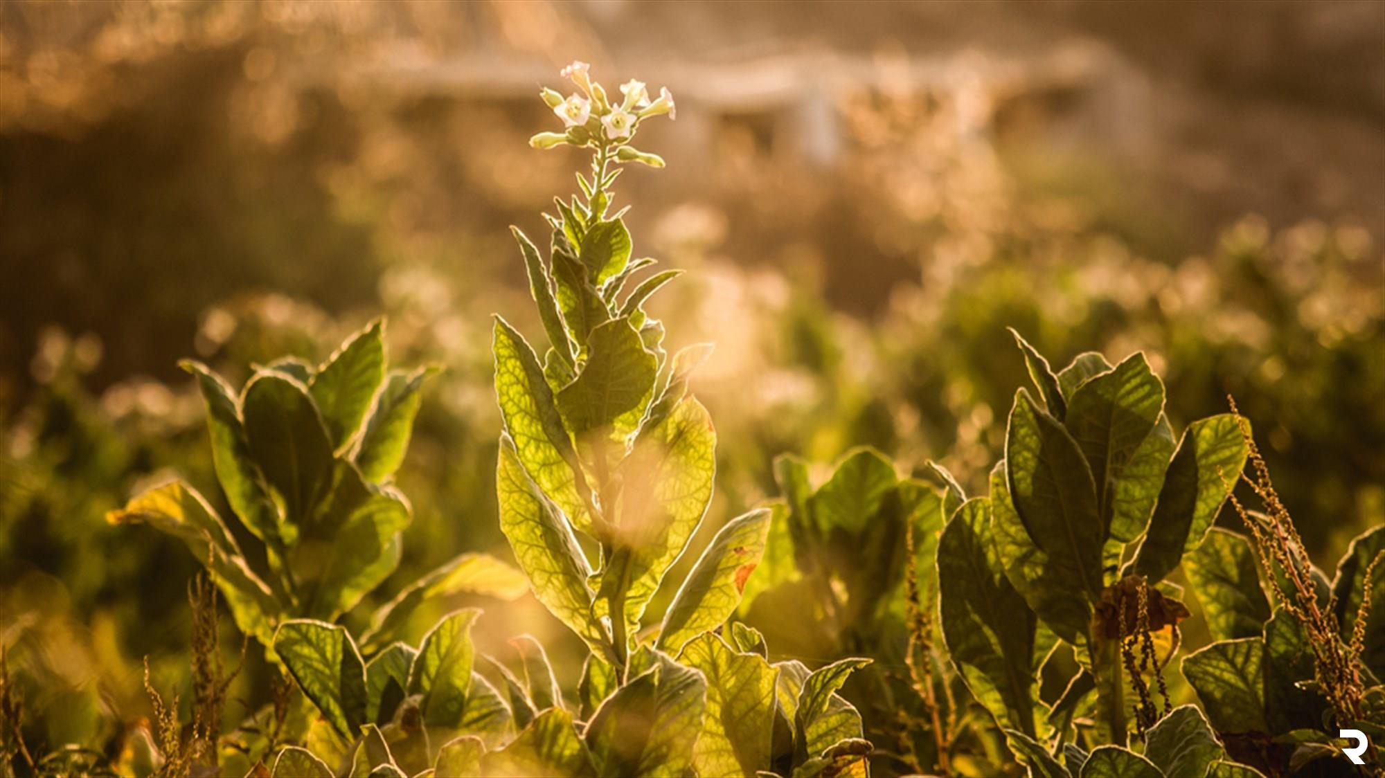 Akkar tobacco and tumbac farmers praise role of Eng. Sekaloui; call for continuously supporting sector