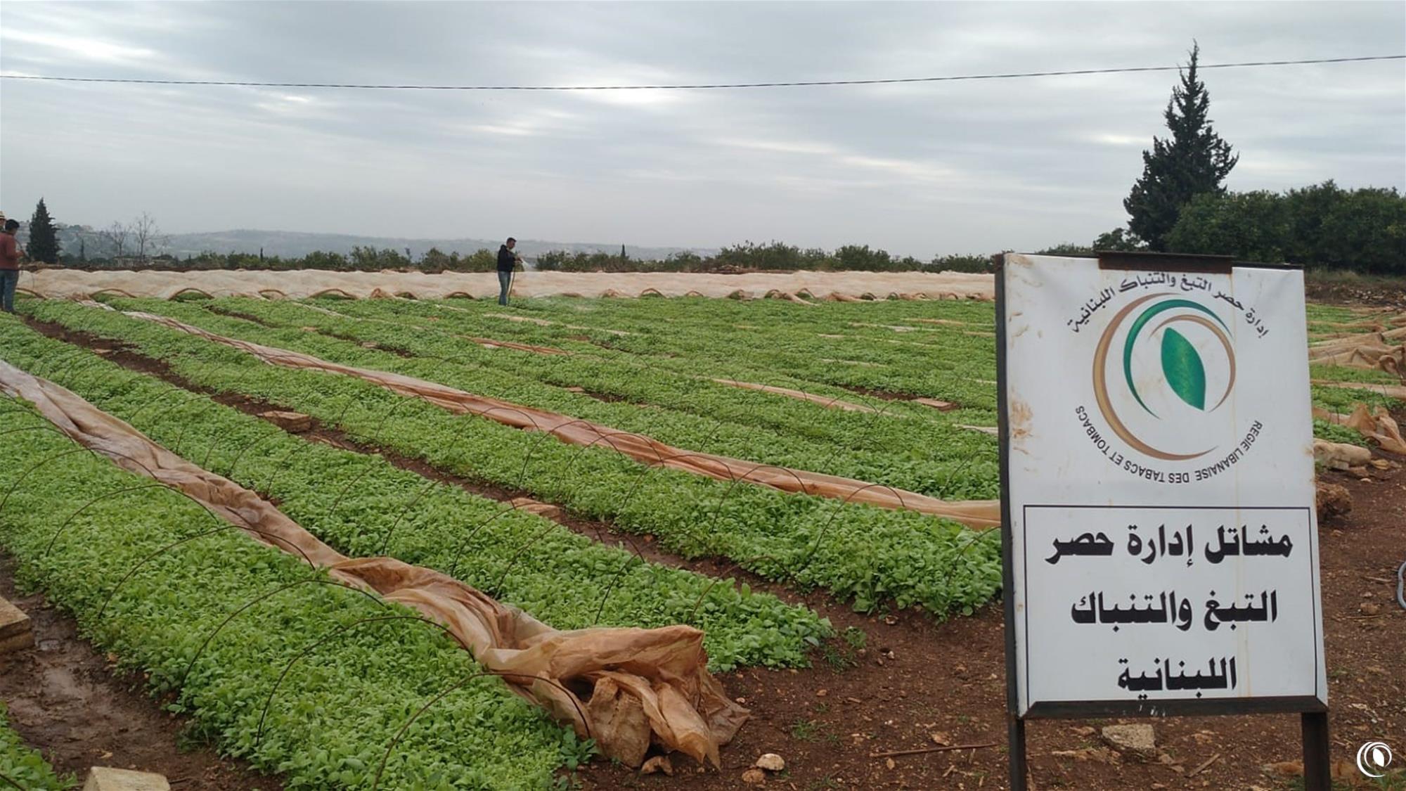 الريجي بدأت بتوزيع شتول التبغ 