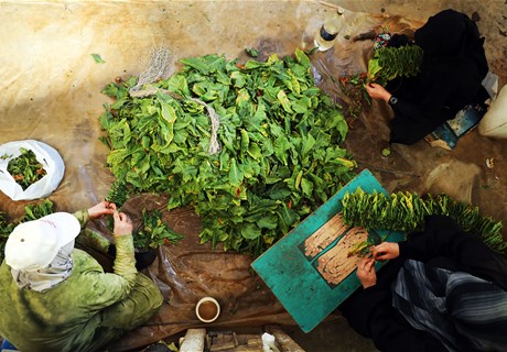 The Regie Distributes Aid to Tobacco Farmers in Southern Confrontation Area